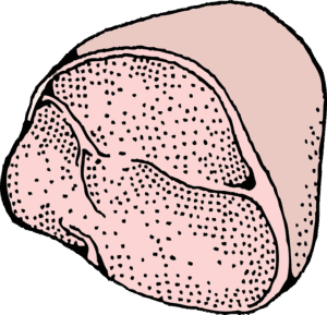 Butt Portion - Bone-in Ham