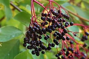 Elderberries on the Vine
